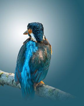 Kingfisher on branch by Gianni Argese