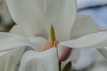 Detail witte Magnolia-bloem van Boetiek Fotogeniek