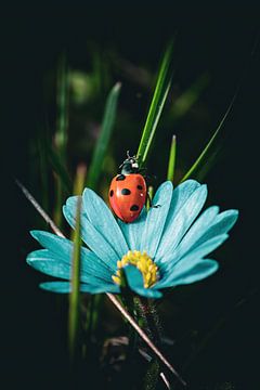 Été sur Pixel4ormer