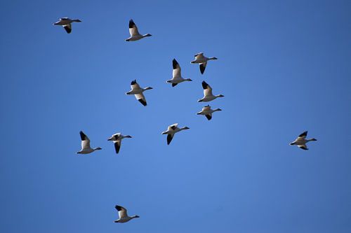 Sneeuwganzen in het voorjaar