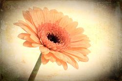 Vintage flower