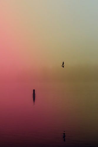 Dichte mist over de Rijkerswoerdse Plassen. 