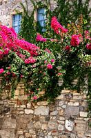 Florals in Greece