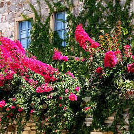 Florals in Greece by Thomas Zacharias