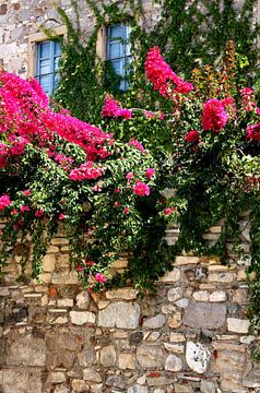 Bloemen in Griekenland van Thomas Zacharias