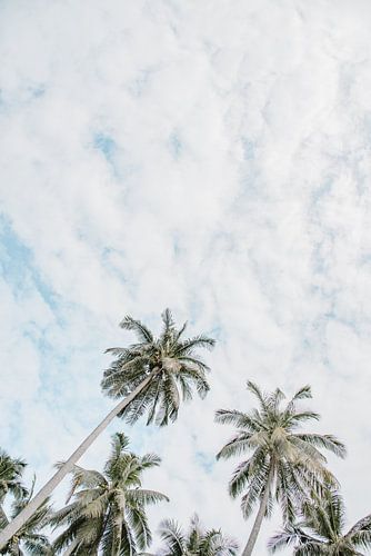 Palm trees on a tropical beach | Indonesia