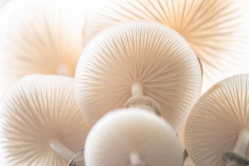 Renkums Beekdal part 10