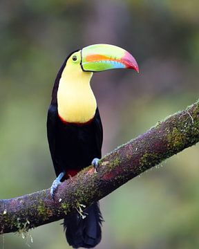 Vögel in Costa Rica: Keilschnabeltukan (Schwefelbrusttukan) von Rini Kools