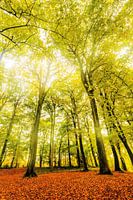 Autumn - Autumn Falls