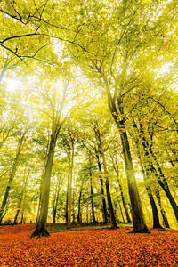 Herbst - Herbstfälle