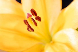 Nahaufnahme Lilien - Pure Detail von Annette Moerman