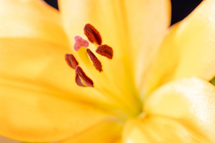 Close-up lelies - Puur Detail van Annette Moerman