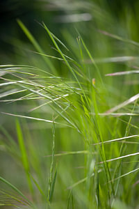 gras