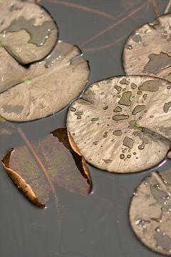 Zonovergoten waterlelies met druppels in een rustige water vijver