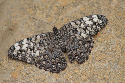 The desert butterfly
