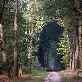 Dans la forêt sombre sur Awesome Wonder