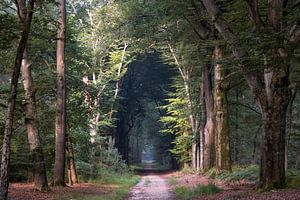 Het donkere bos in