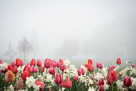 Tulpen im Rheinpark #2 von visualmoods.art