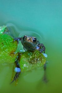 Grenouille au-dessus de l'eau sur Arnold van Rooij