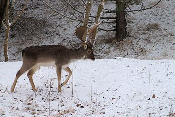 fallow deer in the snow by Merijn Loch