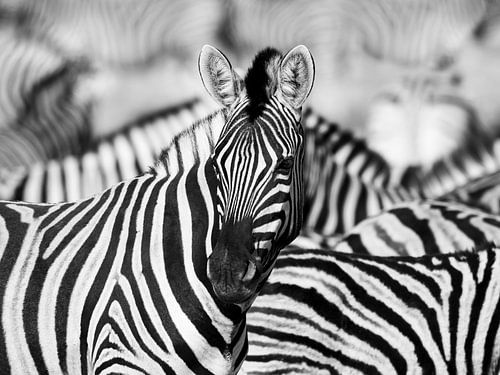 Zebra in dubbel zwart-wit