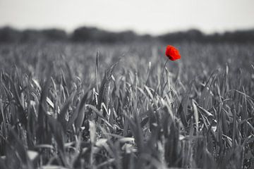 Mohn Colorkey von Malte Pott