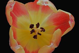 Innerhalb von Huub Westendorp