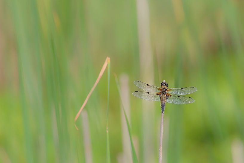 Viervlek van Karin van Rooijen Fotografie