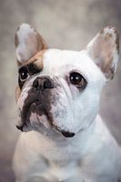 Mollie
