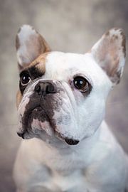 Mollie von LUNA Fotografie