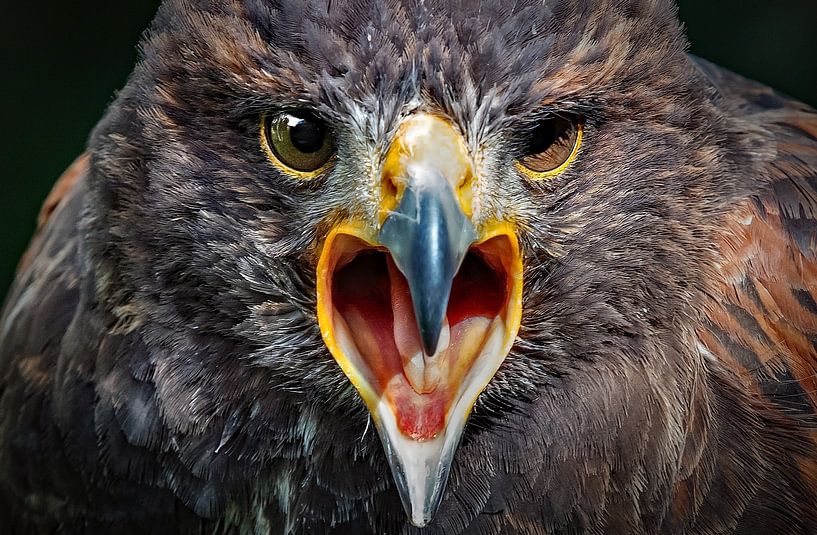 yell by Lisette van Peenen