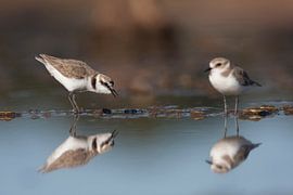 Seeregenpfeifer von Beschermingswerk voor aan uw muur