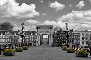 Tulpen an der Skinny-Brücke in Amsterdam