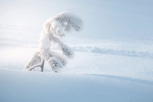 Eenzaam boompje in besneeuwd landschap