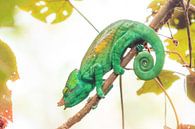 Groene Reuzenkameleon  van Dennis van de Water thumbnail