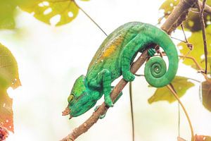 Groene Reuzenkameleon  von Dennis van de Water