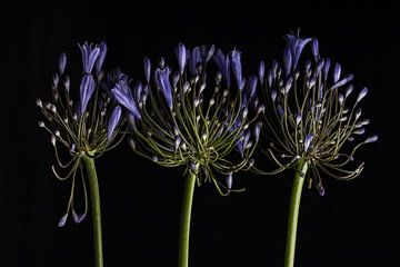 Blaues Feuerwerk von Renee Klein