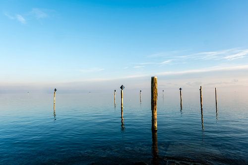 Wooden piles in Lake Constance