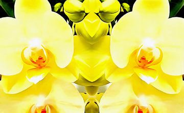 Geel orchideeënpatroon van Dorothy Berry-Lound