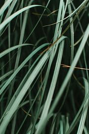 Green leaves plant by Lisanne Koopmans