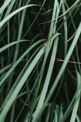 Green leaves plant