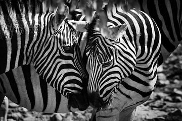 Twee liefdevol zebra's samen van Chi