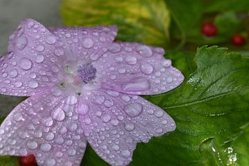 Een wilde paarse bloem na de regen van Claude Laprise