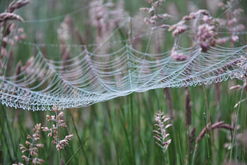 web met dauw in de ochtend