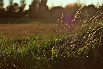Sunset in the field by Milan Flik