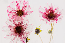 Cosmea in ijs 2