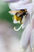 Flauschige Hummel mit Pollen auf rosa Blüte