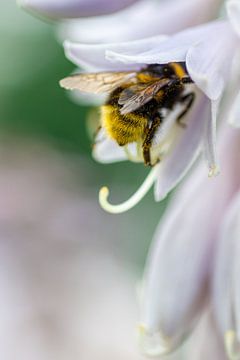 Fluffige hommel met pollen op roze bloem van Marianne Eggink - Fotografie en digitale kunst