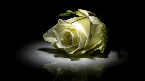 Weiße Rose aus der Dunkelheit