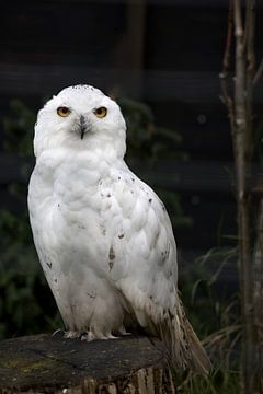 Sneeuwuil of Bubo scandiacus zittend op een boomstam van W J Kok